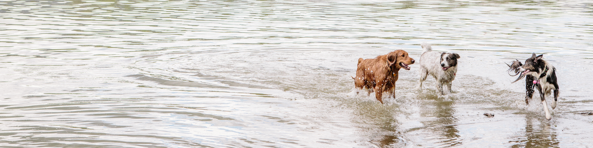 Three dogs are playing in shallow water with ripples. The dog on the left is brown, the middle one is white with black spots, and the right one is black and white, carrying a stick in its mouth. They appear to be running and enjoying their time.