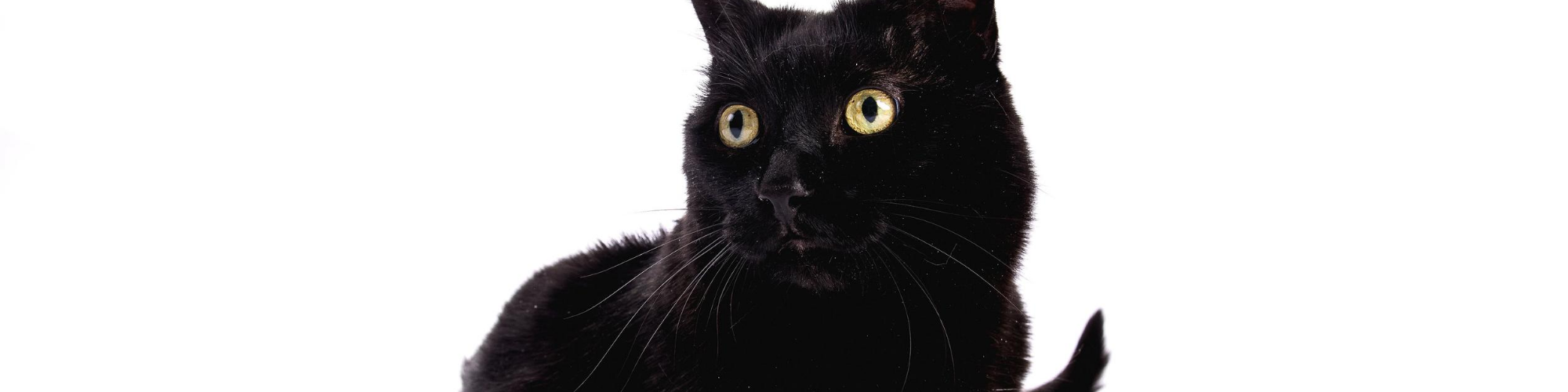 Close-up of a black cat with striking yellow eyes. The cat's head is turned slightly to the side, and it has a focused expression. The background is plain white, emphasizing the cat's dark fur and intense gaze.