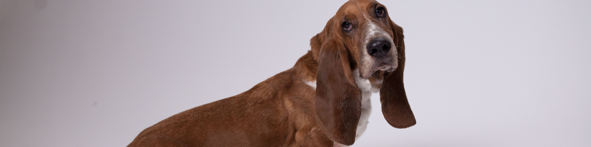 A brown and white Basset Hound with long, drooping ears and expressive eyes is sitting on a white background. The dog has a gentle and inquisitive expression on its face.