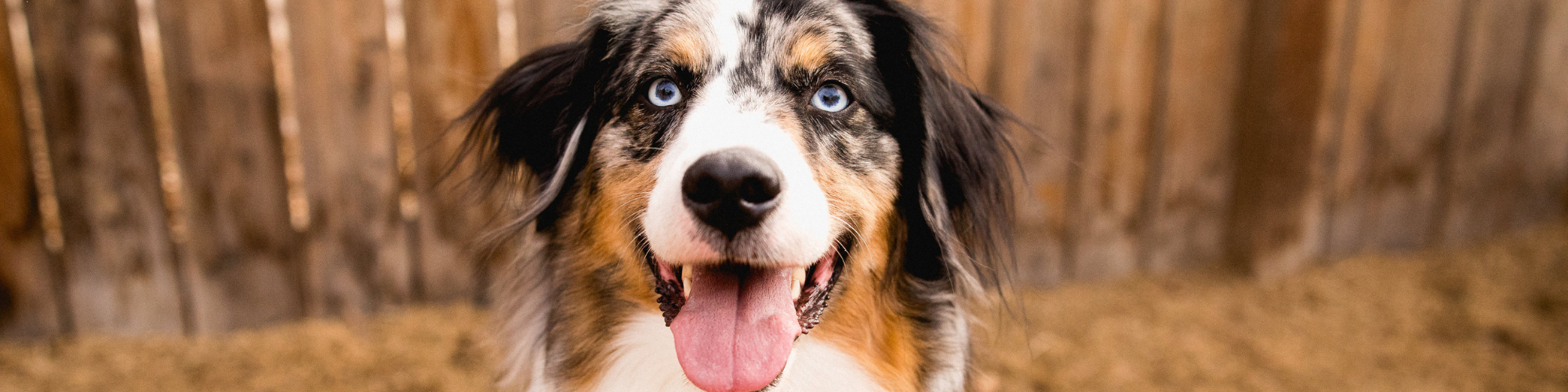 Close-up of a dog's features: nose, eye, tongue.