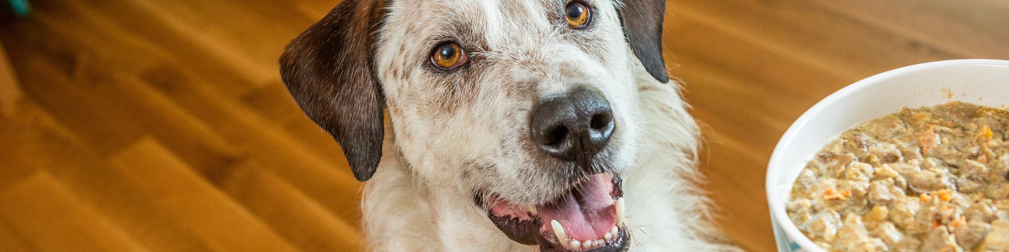 A happy dog with a white and brown coat looks up, sitting on a wooden floor. In front of it is a bowl filled with a hearty, chunky meal. The dog's expression is eager and excited.