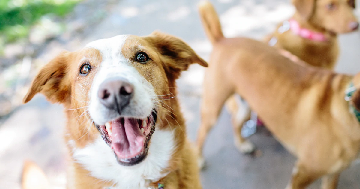 A dog with its mouth open, a group of dogs, and a close-up of a dog's nose and mouth.