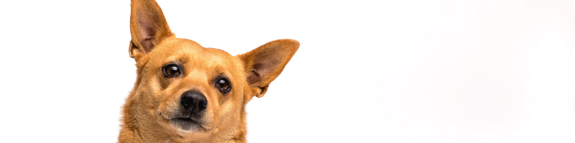 A small brown dog with pointy ears and dark, expressive eyes looks curiously at the camera, with a white background. The dog's head is tilted slightly to one side.