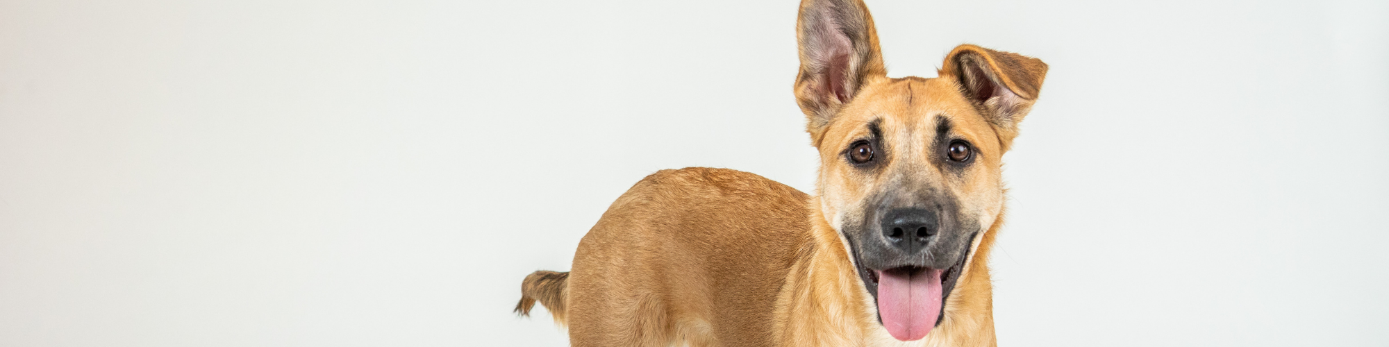 A tan and black dog with one ear flopped down and the other standing up is seen against a plain white background. The dog is facing the camera with its mouth open and tongue hanging out, giving a playful and happy expression.