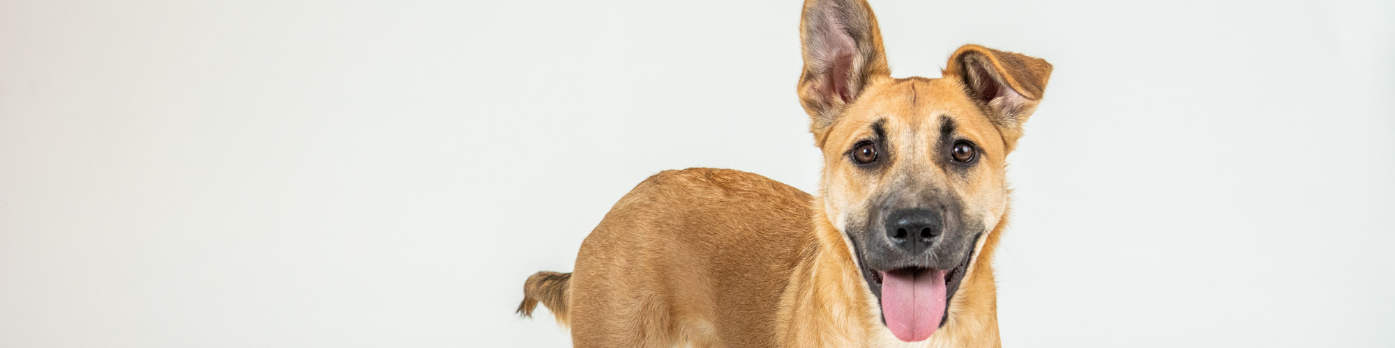 Dog sick after hot sale eating cat food
