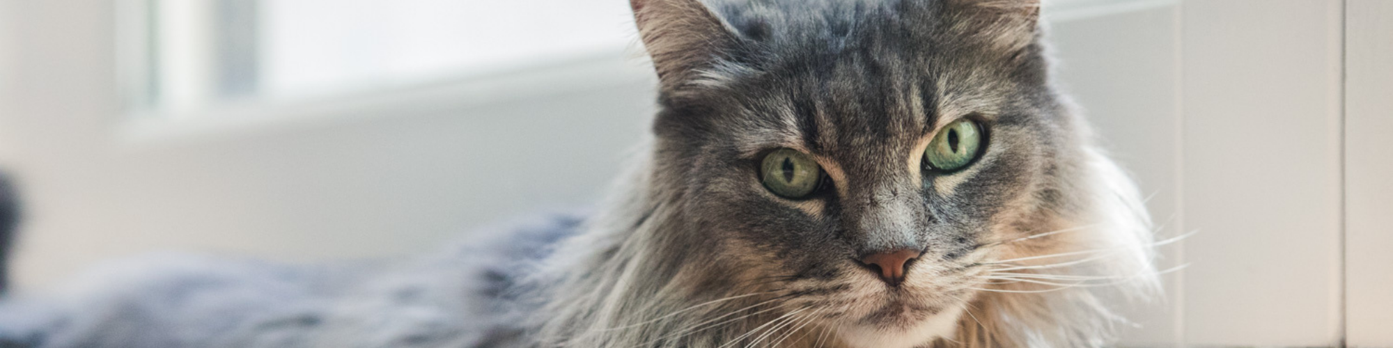 A close-up of a long-haired cat with green eyes gazing directly at the camera. The cat's fur is a mix of grey and brown hues. It is lying down near a window that provides a soft, natural light in the background.