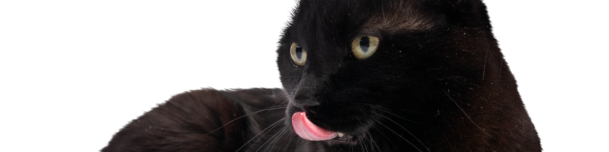 A close-up of a black cat with bright greenish-yellow eyes. The cat is slightly facing to the right, its tongue out, licking its lips. The background is plain white, which contrasts with the cat's dark fur.