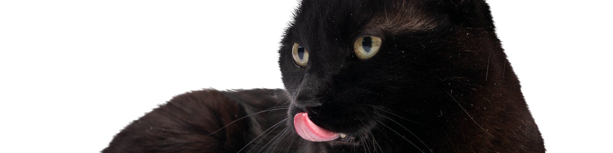 Is celery toxic to cats sale