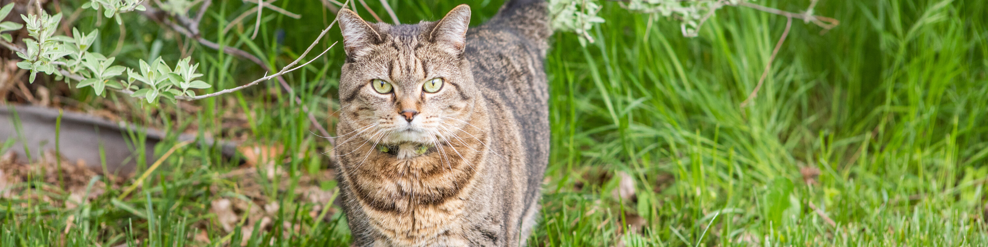 A tabby cat with a striped coat and piercing green eyes stands alertly on lush green grass. The background features leafy shrubs, indicating a garden or outdoor area. The cat's expression is intense, as if it is focused on something in the distance.