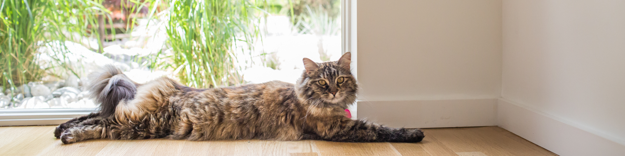 A fluffy, brown tabby cat with a pink collar is lying on a wooden floor next to a large window. Outside, lush greenery is visible. The cat is looking directly at the camera with a relaxed posture.