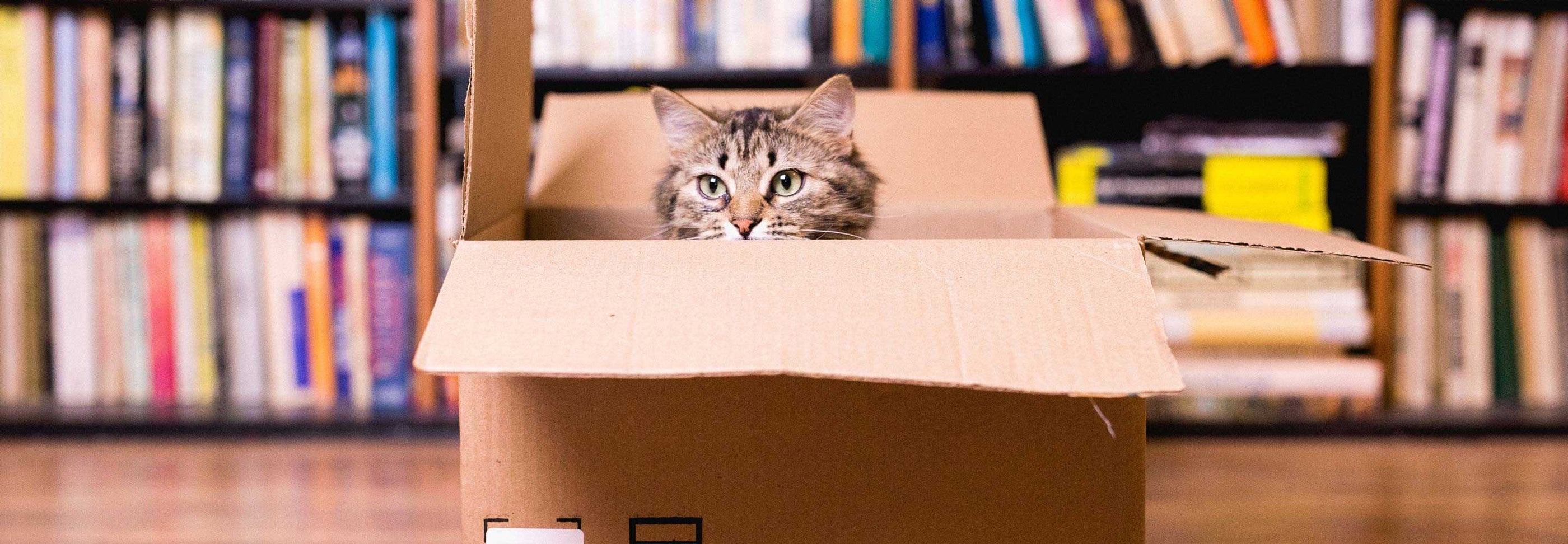 A fluffy tabby cat sits inside an open cardboard box, with only its head and front paws visible. The box is placed on a wooden floor, and a bookshelf filled with books is in the background. The cat looks curiously towards the camera.