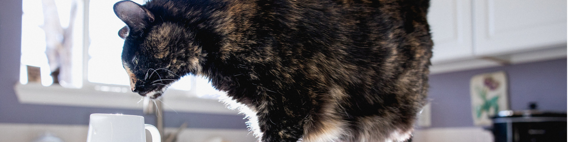 A tortoiseshell cat curiously sniffs the rim of a white mug on a kitchen counter. Sunlight filters through a window in the background, casting a warm glow over the scene. The cat‚Äôs fur pattern is a mix of black, brown, and orange.