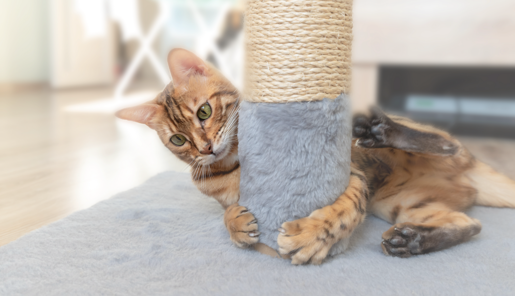 A cat holding on to a scratching post. 