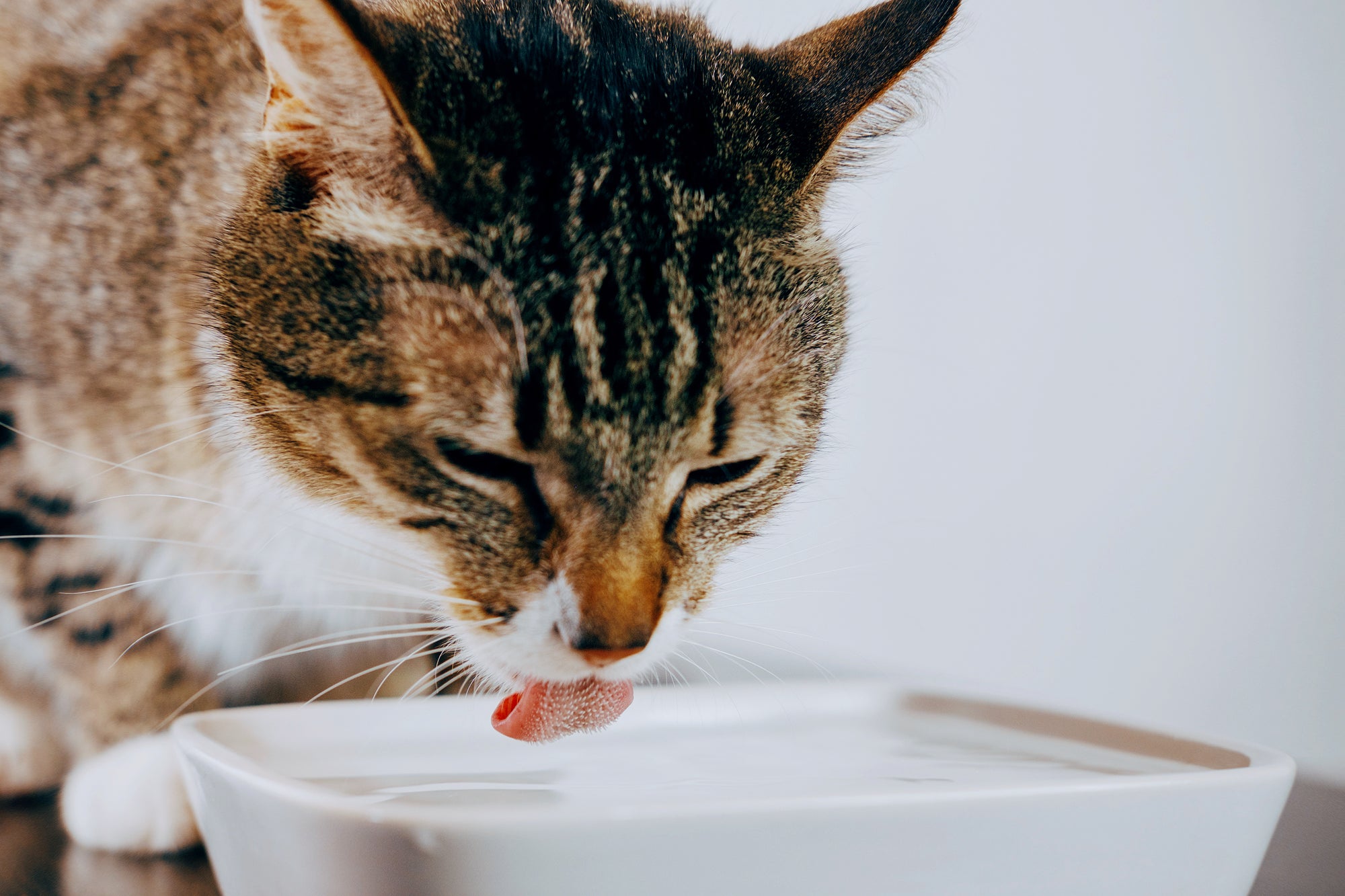 A cat drinking water from a bowl, close-up.