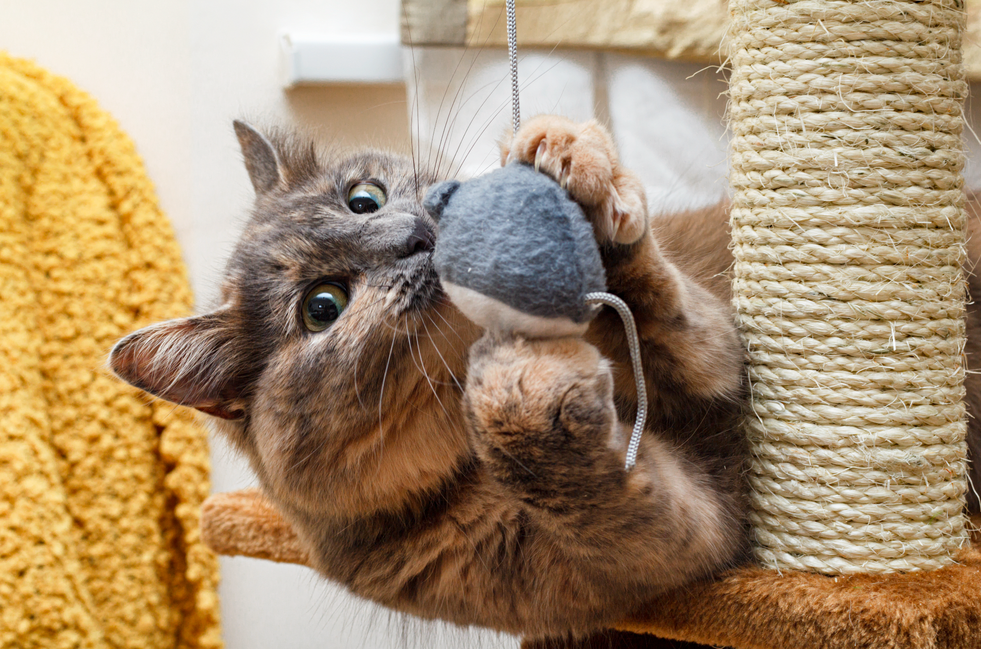 A cat happily playing with a toy indoors.