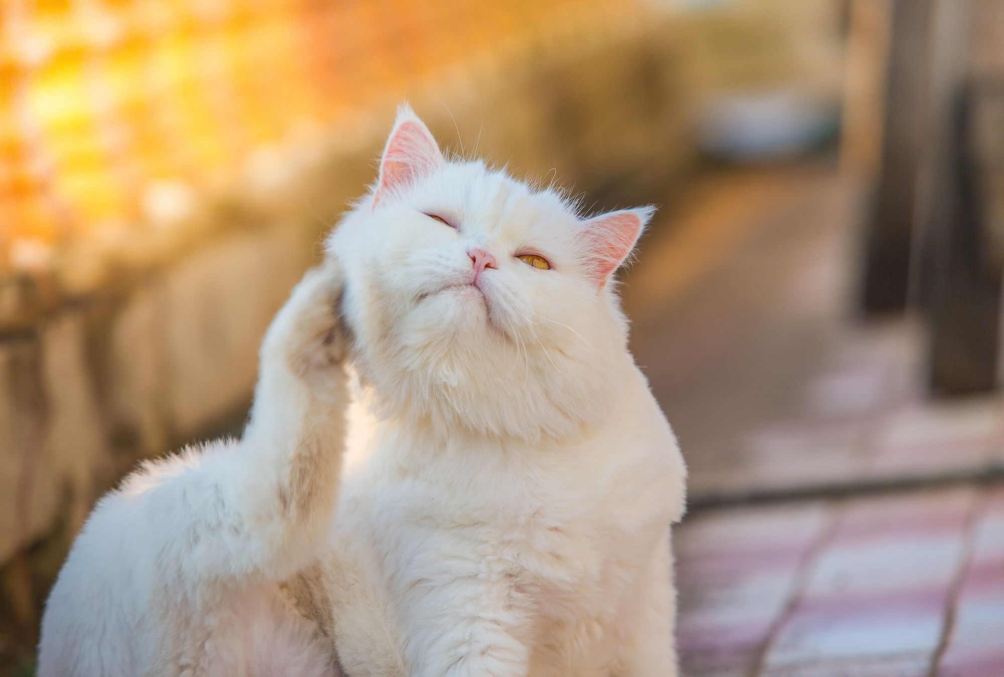 A white cat with its paw on its head. 