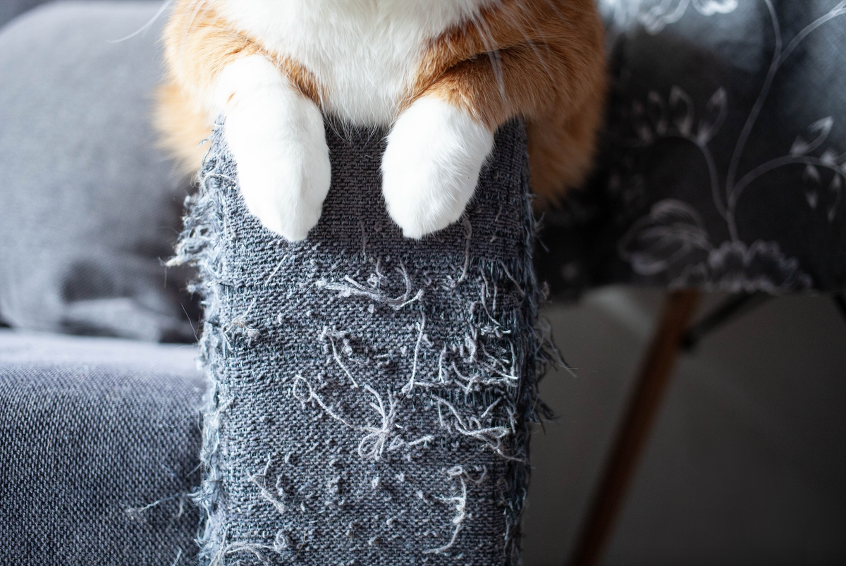 View of How to Get Your Cat to Stop Scratching Your Furniture | I and love and you