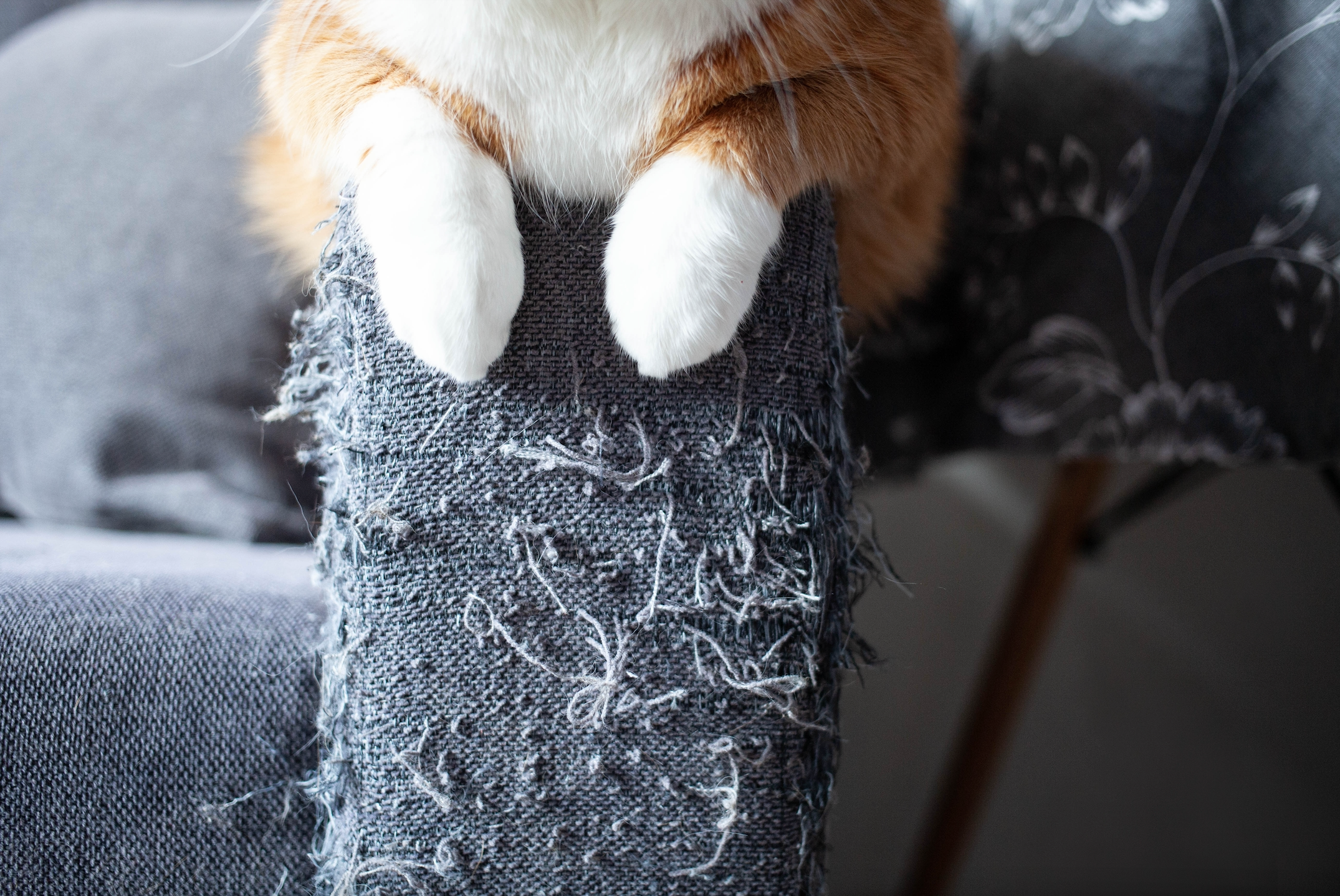 A cat sitting on a couch with close-up of paws and fur.