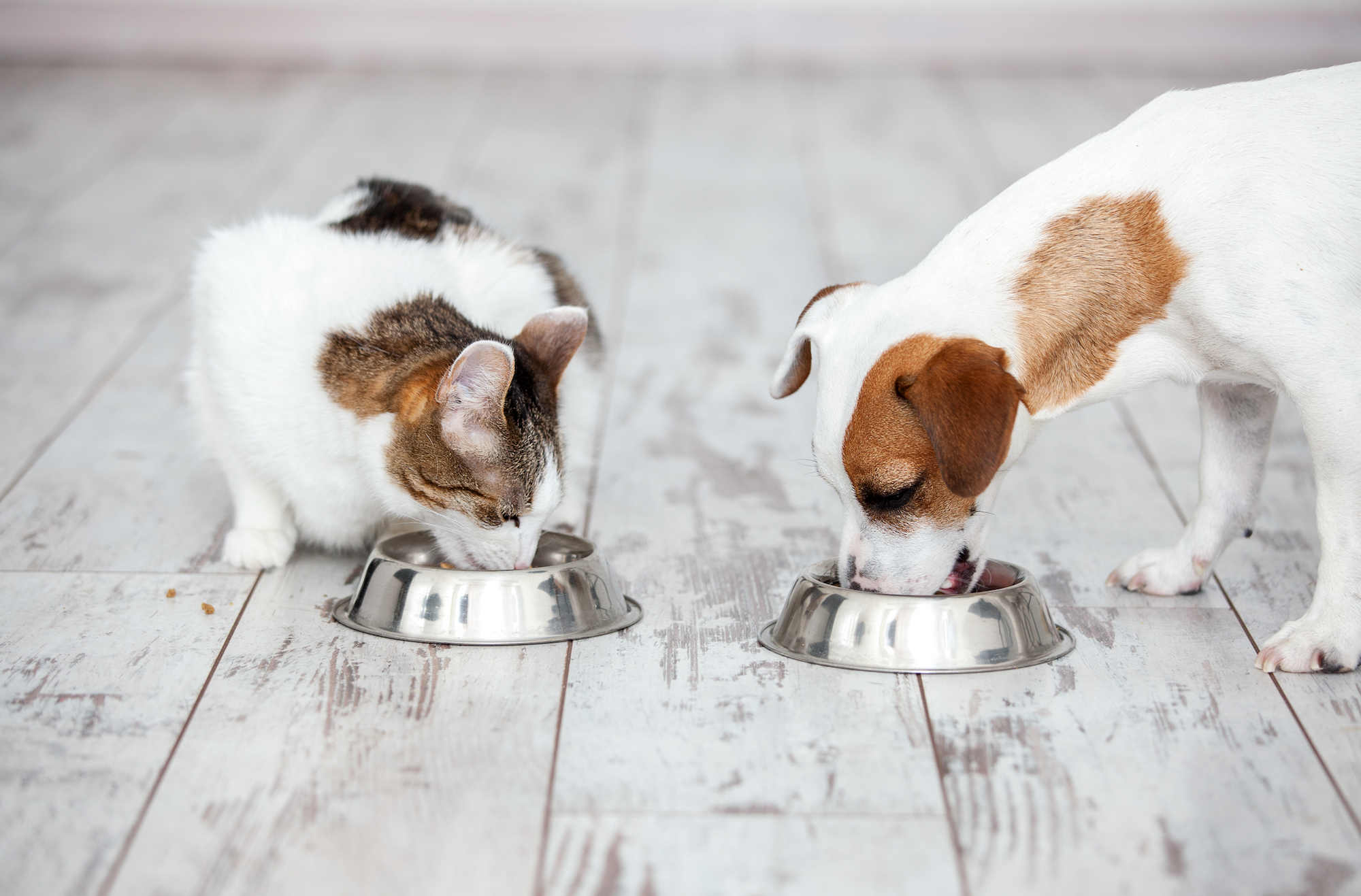 Cat and dog eating from bowls indoors.
