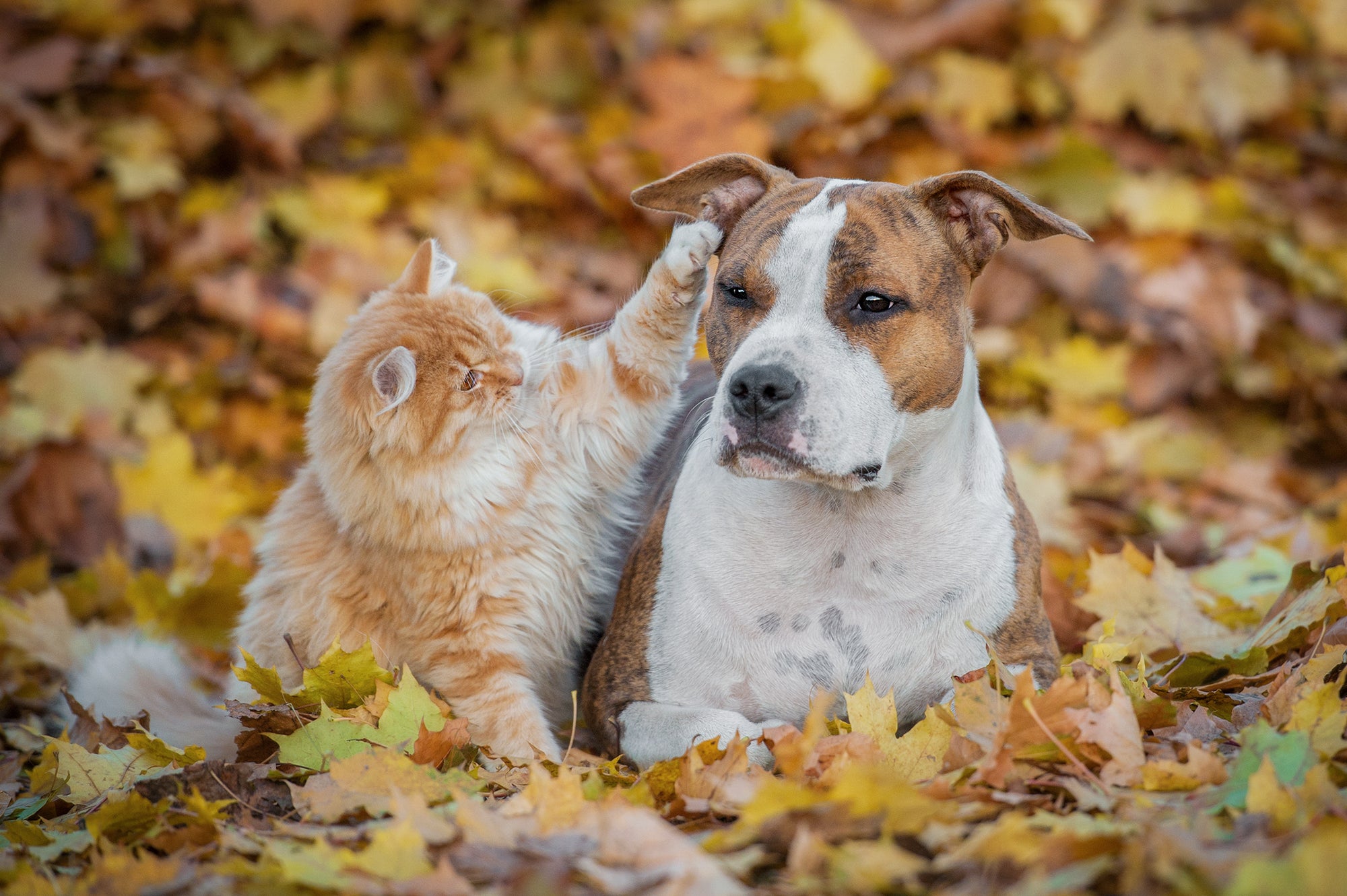 Cat and dog lying in leaves, dog's nose close up, cat with paw up, dog with paw on head, cat standing on back.
