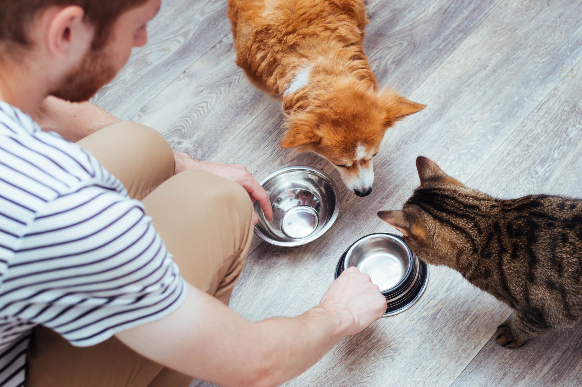 A person feeding a dog and cat from bowls.