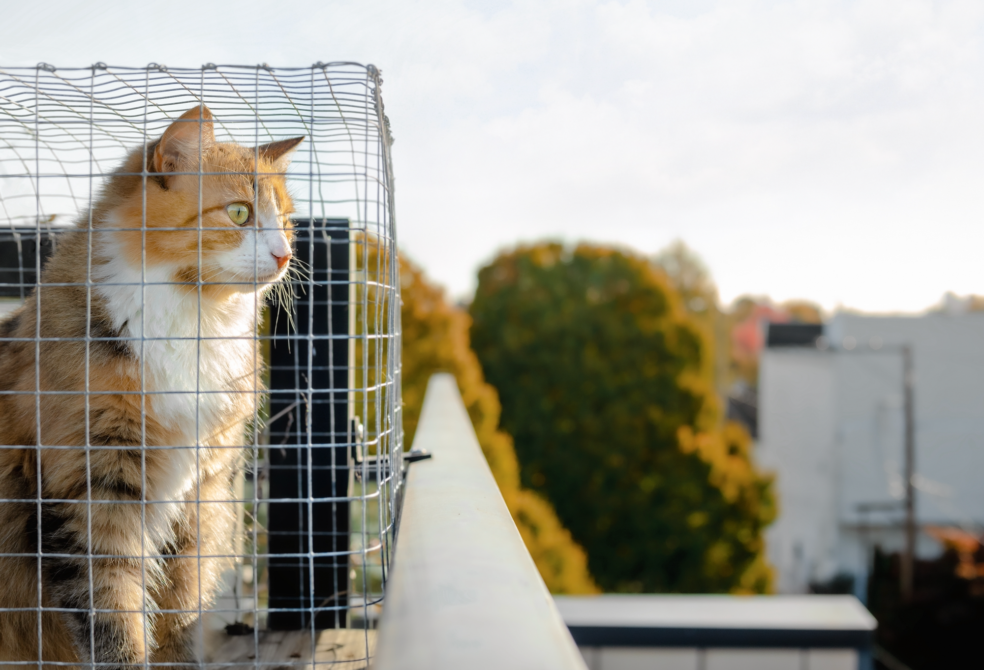 A cat in a cage looking through a wire fence outdoors.
