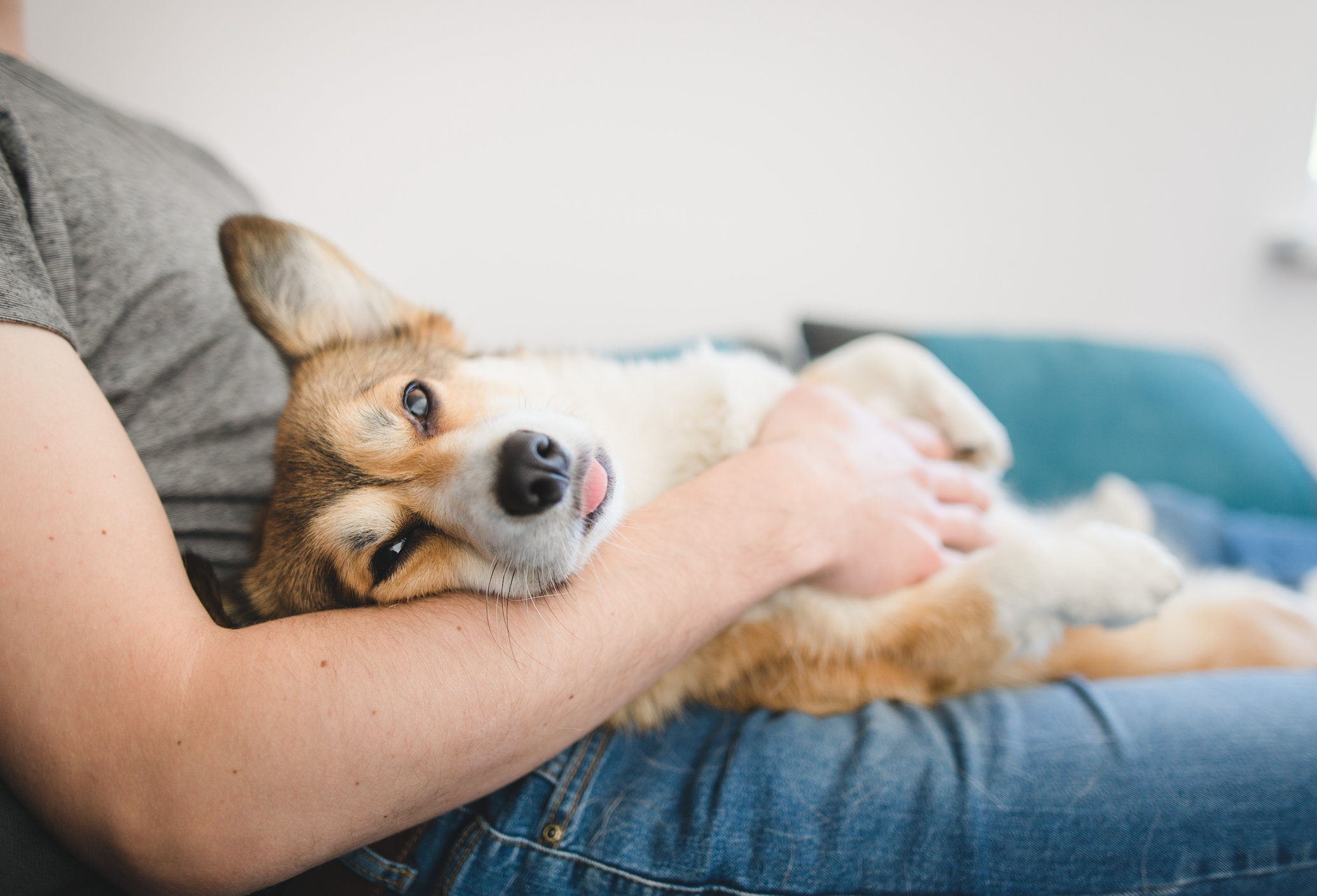 A person holding a dog with a close-up of the dog's nose.