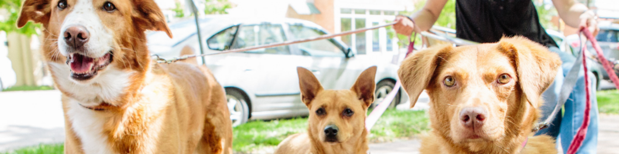 Three dogs are being walked on leashes outdoors by a person. Two of the dogs are golden in color and medium-sized, while the third dog in the middle is smaller with a similar golden hue. A car and a house are visible in the background.