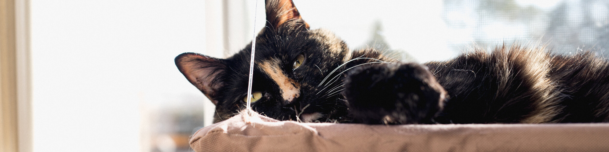 A black cat with orange and white patches lounges in a sunlit spot by a window. The cat's eyes are half-closed, giving a relaxed, serene expression. The background is blurred, with hints of outdoor scenery visible through the window.