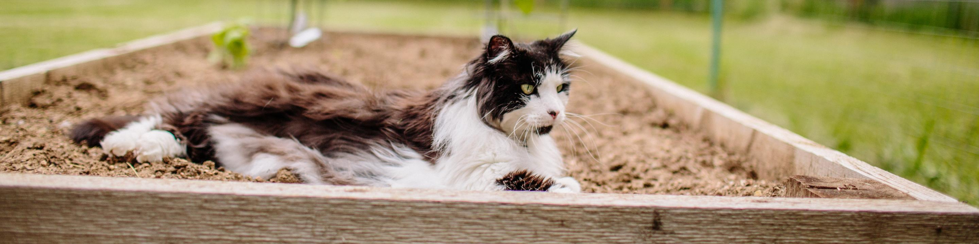 A fluffy black and white cat is lounging comfortably in a raised garden bed filled with soil. The background is a blurred green garden area, suggesting an outdoor setting. The cat appears relaxed and content, with its eyes half-closed.