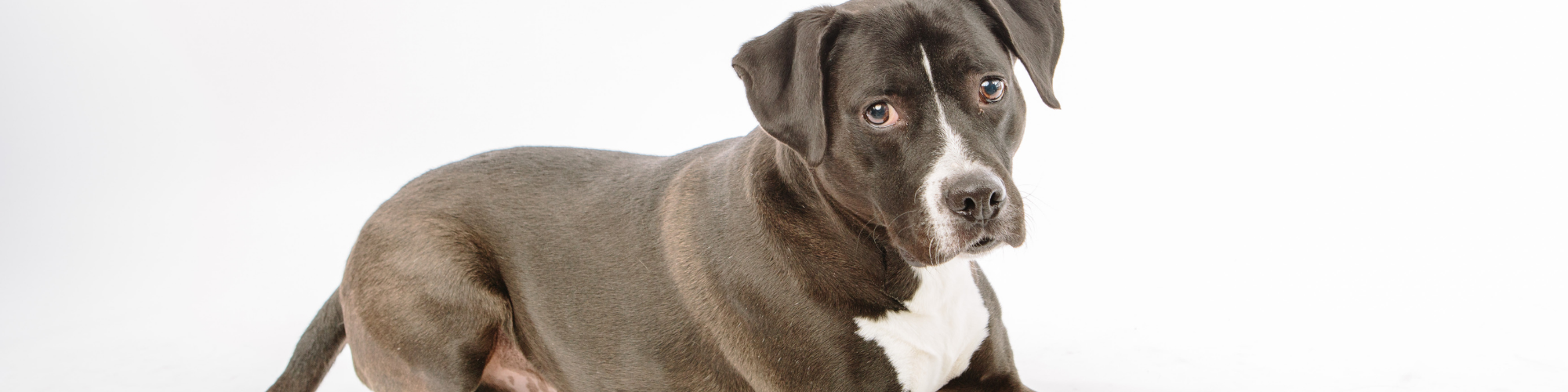 A black and white dog with short fur is lying down on a white background. The dog has a white patch on its chest and is looking directly at the camera with a slightly tilted head and expression of curiosity.