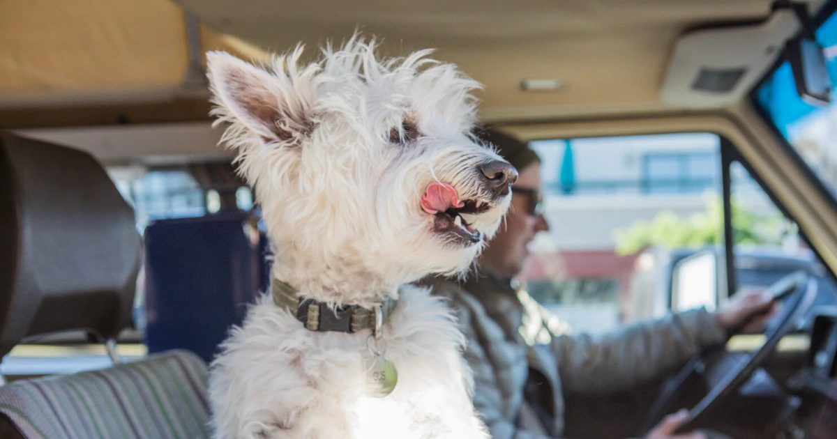 A white terrier dog with tongue out in a car.