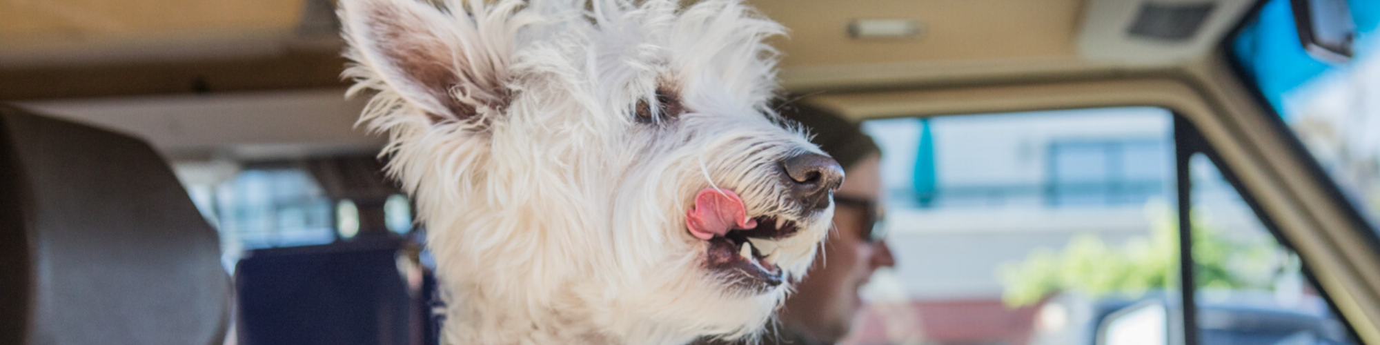 A fluffy white dog with pointy ears and a pink tongue licking its nose is sitting inside a car. The background is slightly blurred, showing a person in the driver's seat and a glimpse of buildings outside the car window.