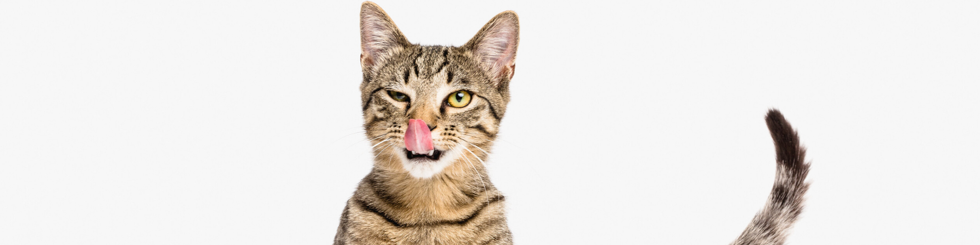 A brown tabby cat with stripes is looking directly at the camera, sticking its tongue out and licking its nose. The cat's tail is curved and visible to the right side of the image. The background is white, making the cat stand out prominently.