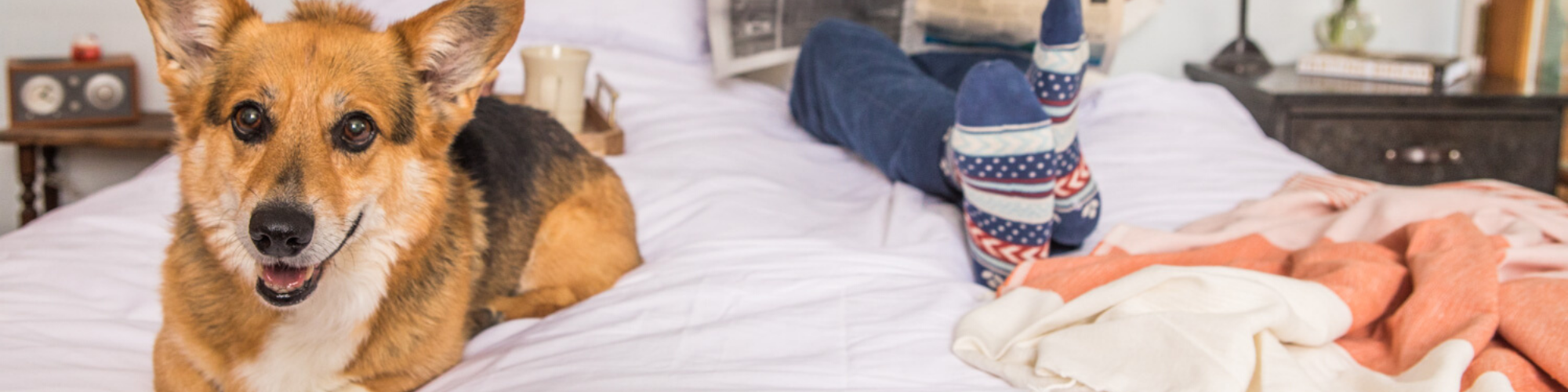 A brown and black corgi with large ears and a happy expression lies on a white bed. Behind the dog, a person wearing blue and red socks with star and stripe patterns relaxes, feet up. The room includes a bedside table with a clock, a cup, and other items.