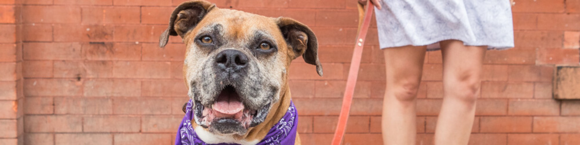 A happy brown and white dog with a gray muzzle, wearing a purple bandana, sits in front of a red brick wall. The dog is on a red leash held by a person in a gray dress, whose legs are partially visible.