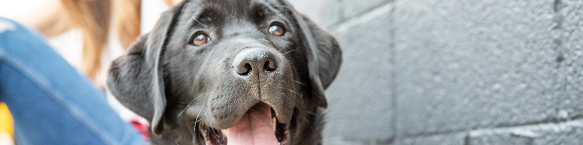 A close-up of a happy black Labrador Retriever with its tongue out. The background shows a gray wall and parts of a person sitting with their legs and arm visible, wearing blue jeans and a light top.