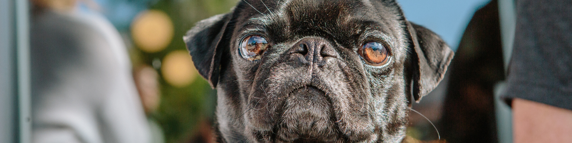 A close-up image of a black pug with expressive, large, round eyes looking into the camera. The dog has a slightly wrinkled face and is surrounded by a blurred background with hints of green and soft lights.