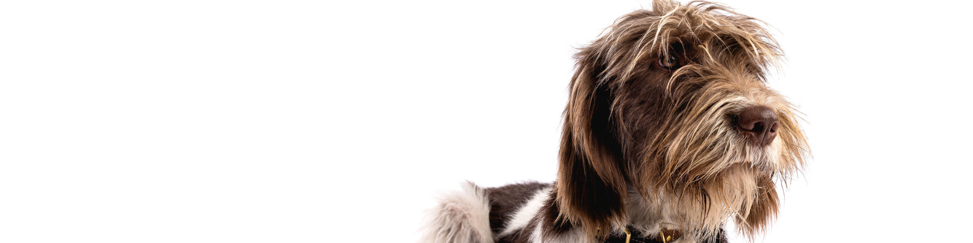Dog Grooming - How the Change of Season Affects Your Dog - Decs Pets