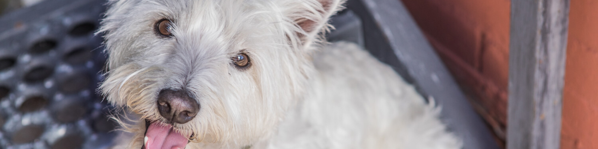 A close-up of a West Highland White Terrier with a fluffy white coat, lying down and looking up with its mouth open and tongue out. The background features an orange wall and a metallic structure. The dog appears to be happy and relaxed.