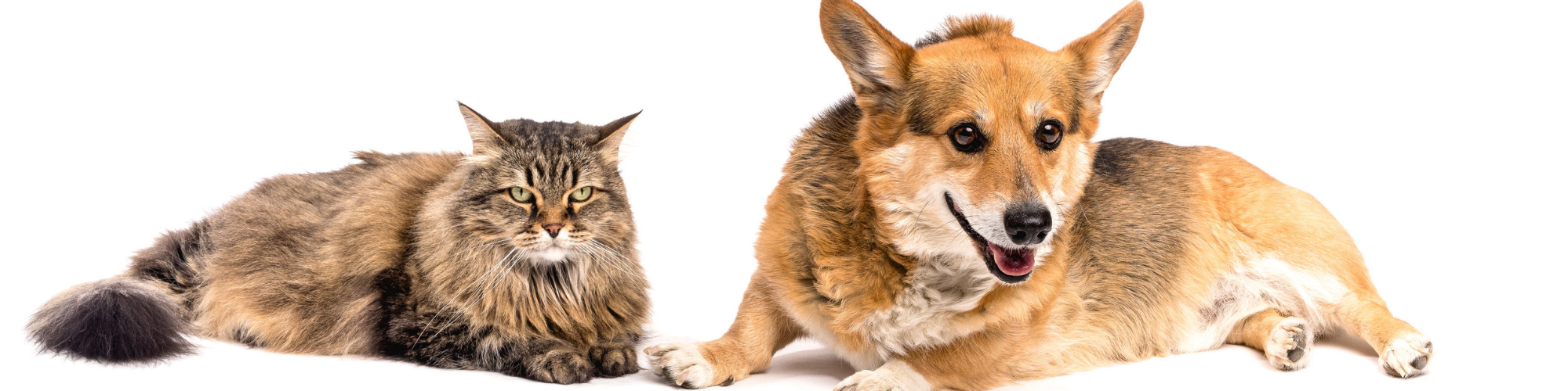 A fluffy brown and black cat with green eyes lies next to a tan and white Corgi dog. The cat looks directly at the camera, while the dog appears to be smiling with its mouth slightly open. Both are set against a white background.