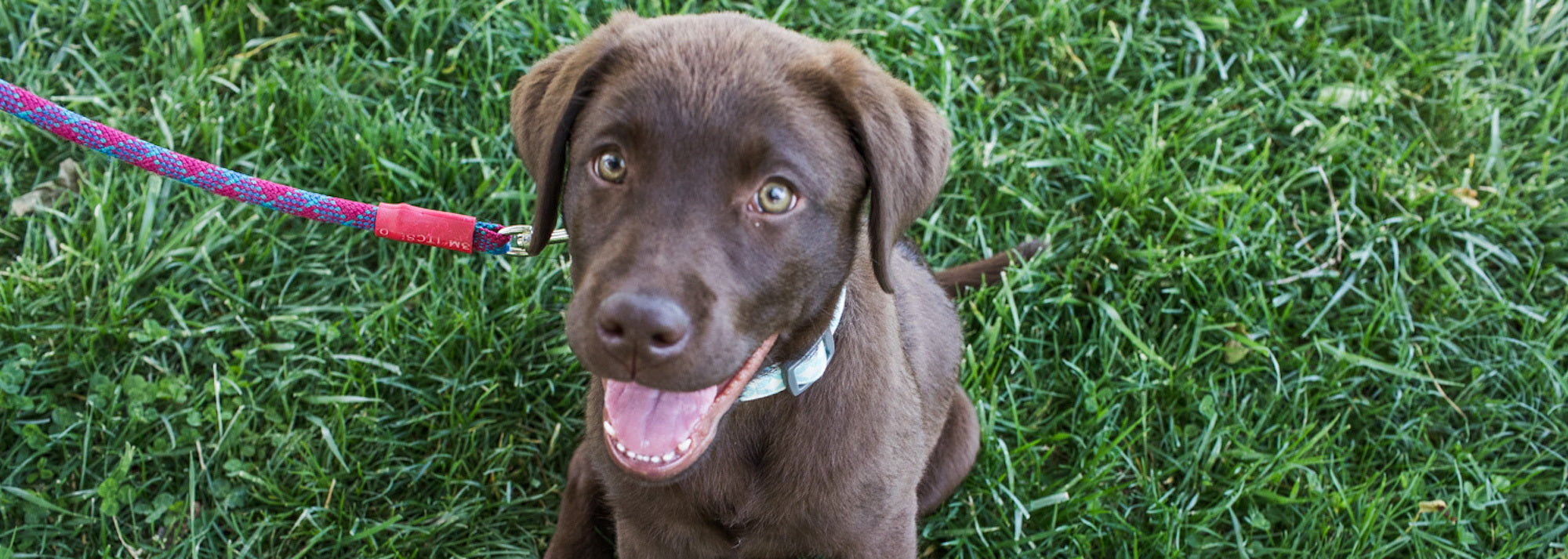 A happy brown puppy with a white collar and red leash sits in lush green grass, looking up with bright eyes and an open mouth, appearing excited and playful.