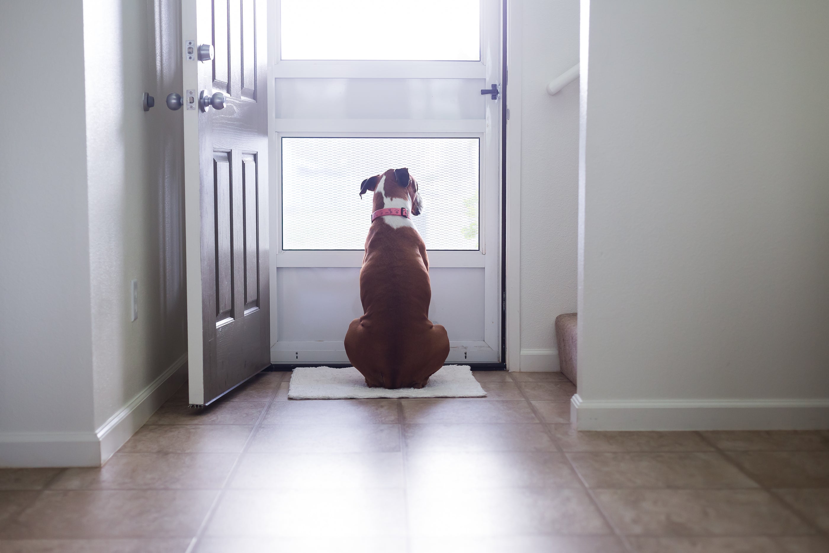 A dog sitting by a window, looking out.