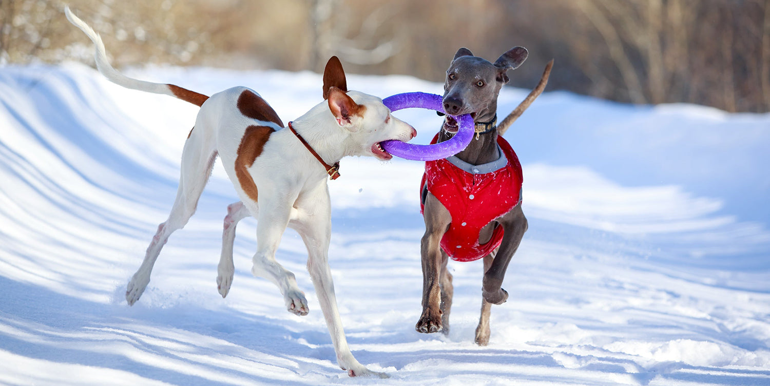 Two greyhounds playing tug-of-war with a purple disc in the snow