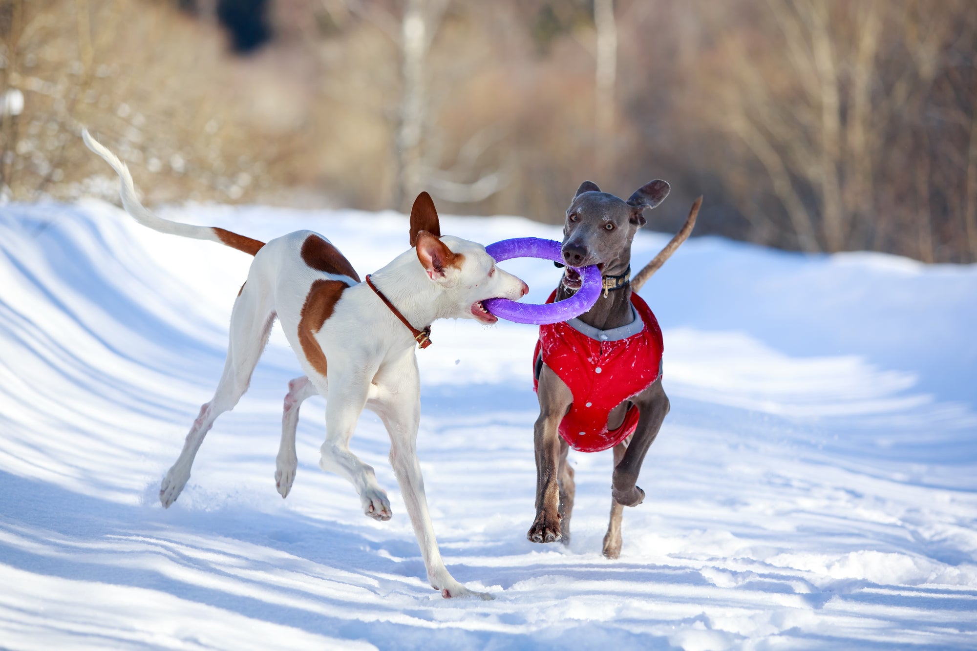 ‘Tis the season for indoor activities that keep your fur baby moving, entertained and stimulated! And with the holidays knocking on our door, it’s the perfect time to treat your precious pup to some great new toys and activities! 