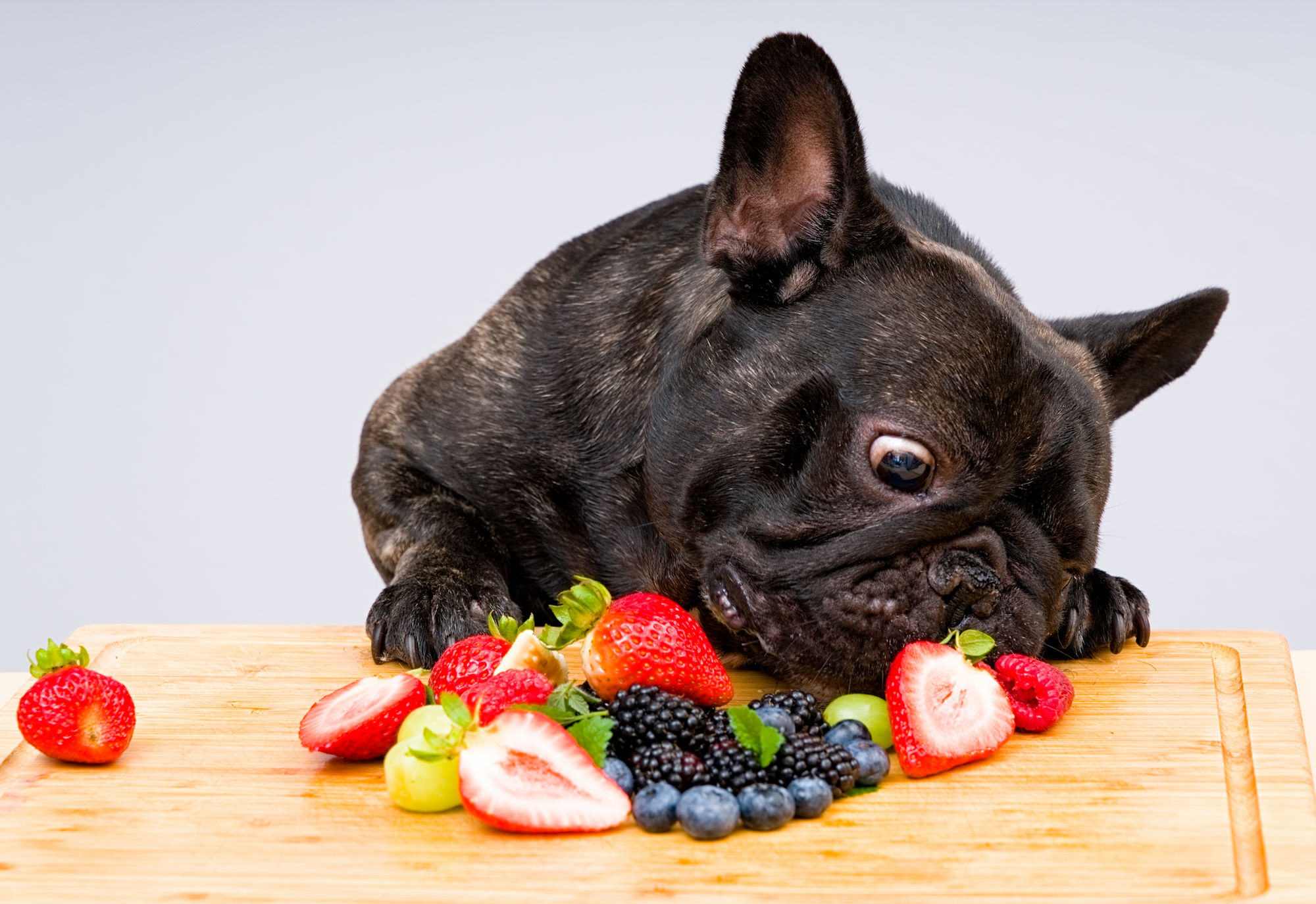 Should You Add Fresh Food to Your Dog’s Diet?