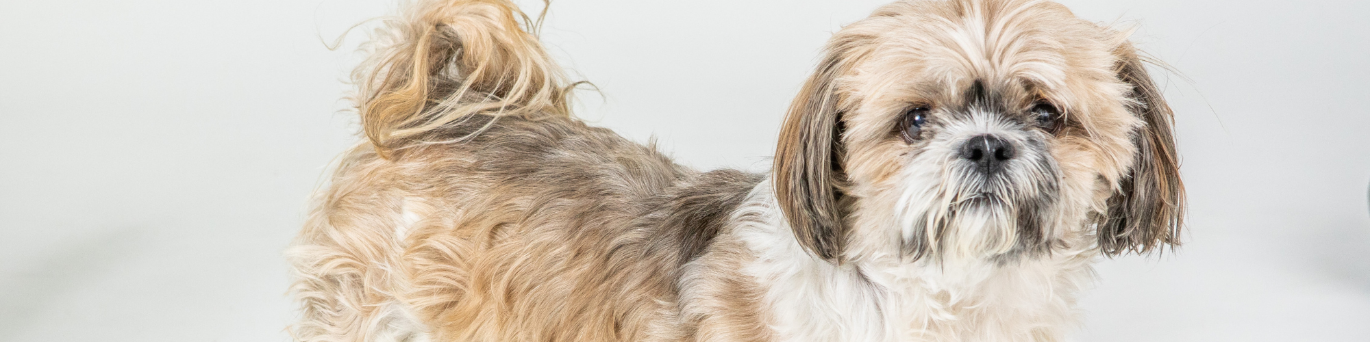 A small, fluffy brown and white Shih Tzu dog stands against a plain white background. The dog has large, dark eyes, long, wavy fur, and is looking directly at the camera. Its tail is curled over its back.