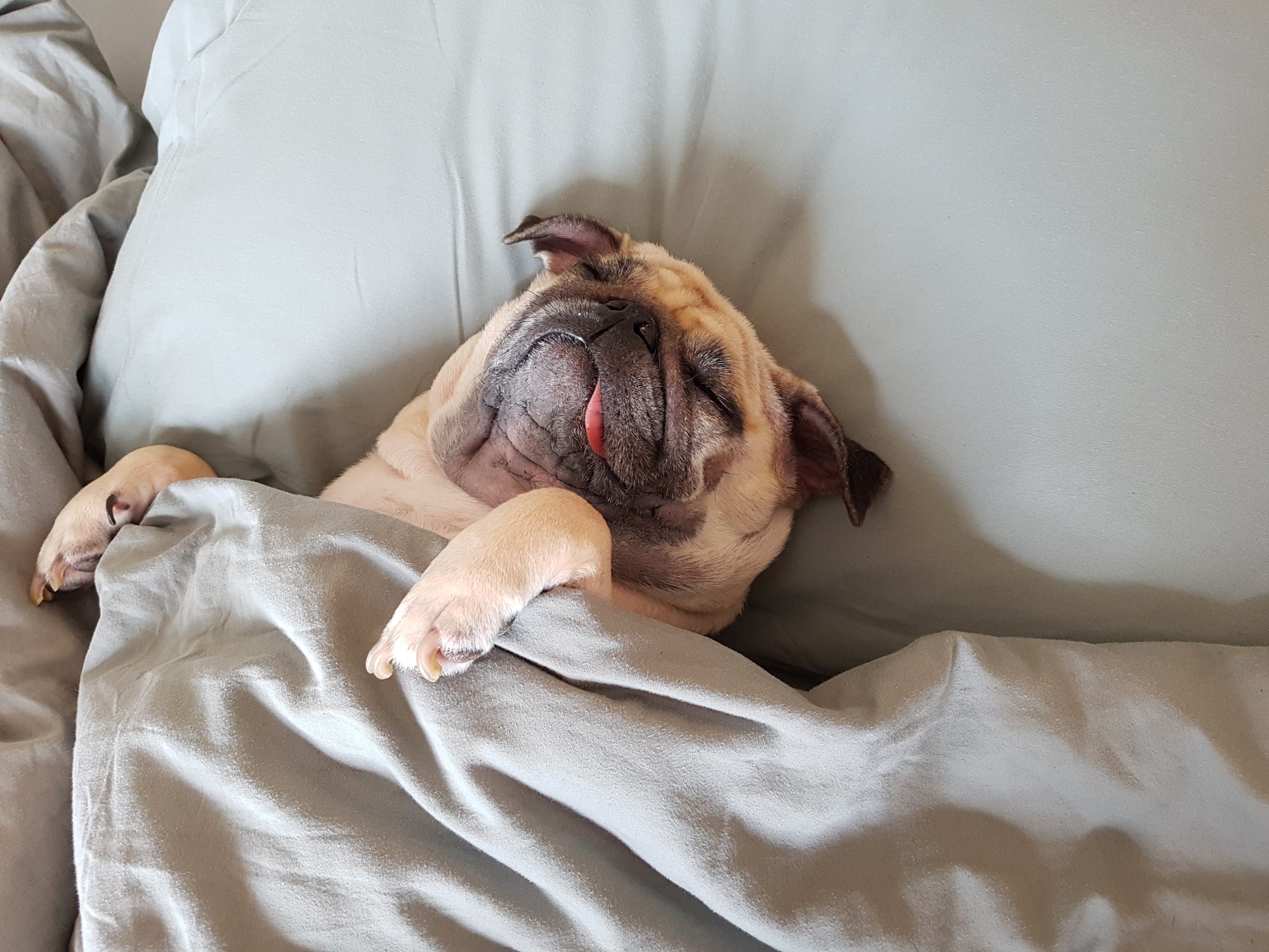Your Dog’s Sleeping Position Can Tell You How Happy They Are