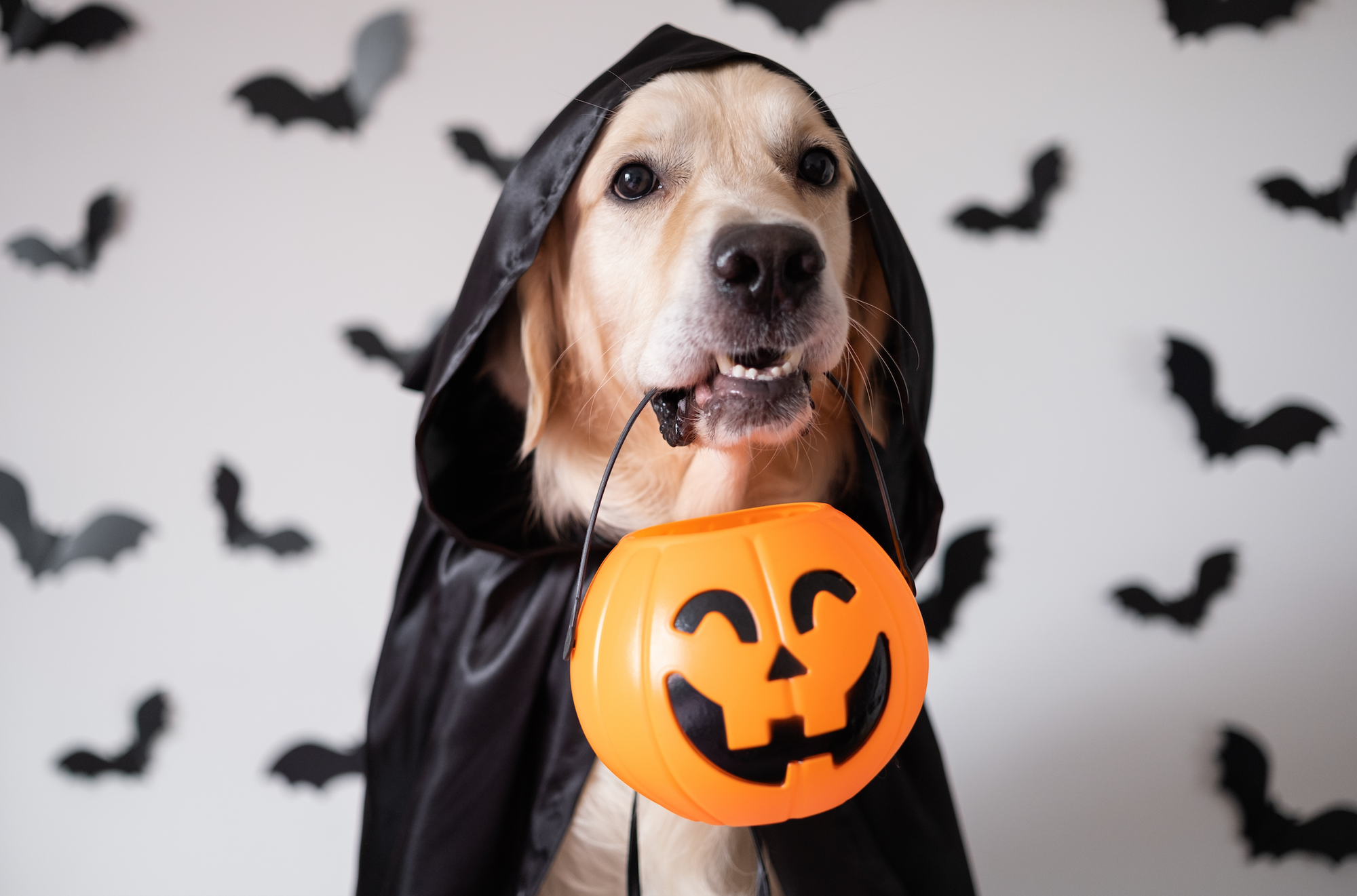 A dog in a black cape holding a pumpkin, with a close-up of an eye and a bat shadow in the background.