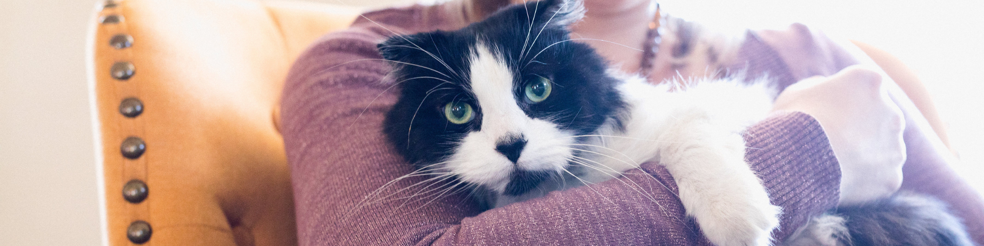 A person dressed in a purple sweater is holding a black and white cat with green eyes in their arms. The cat looks directly at the camera, appearing calm and relaxed. The person is sitting on a yellow armchair with decorative buttons.